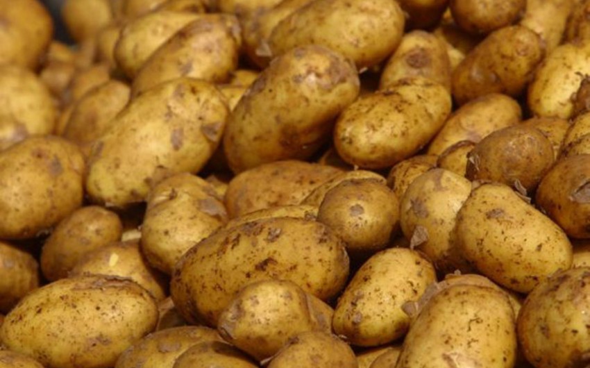 Казахстан вернул в Азербайджан более 80 тонн картофеля, не прошедшего фитосанитарный контроль
