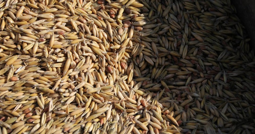 Norway starts stockpiling grain, citing pandemic, war and climate change