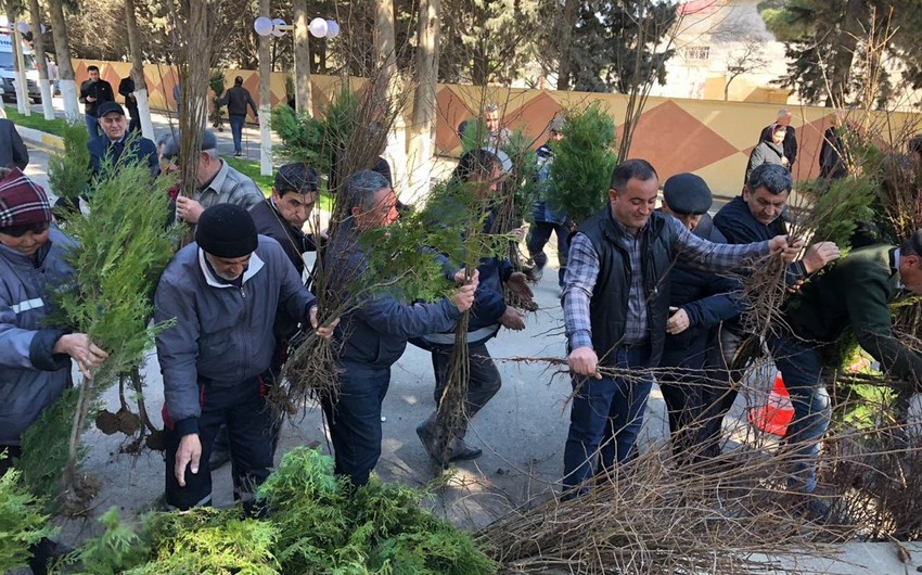 Abşeronda əhaliyə pulsuz ağac tingləri paylanılıb