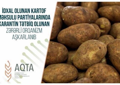 АПБА: В партии российского картофеля обнаружен вредитель