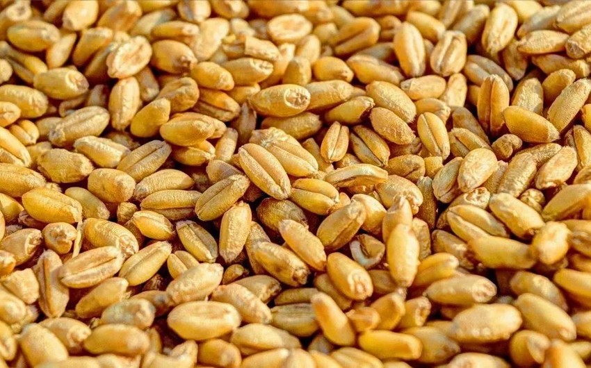 Египетская товарная биржа заключила 18 контрактов на российскую пшеницу