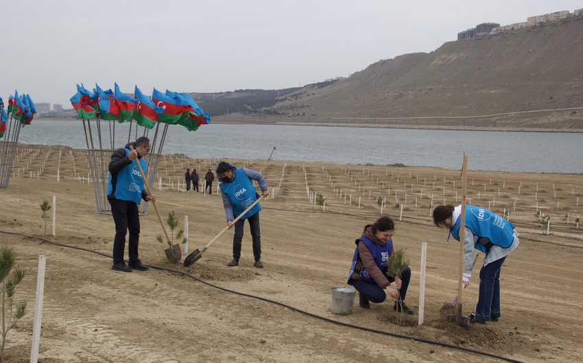 “Yaşıl Marafon 2022” ağacəkmə kampaniyası çərçivəsində aksiya keçirilib